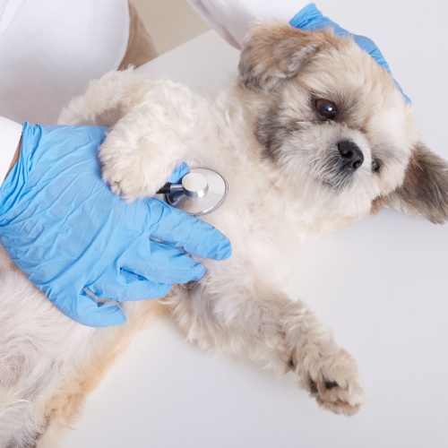 pet diagnostics service image