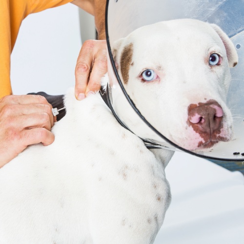 Pet Microchipping service image