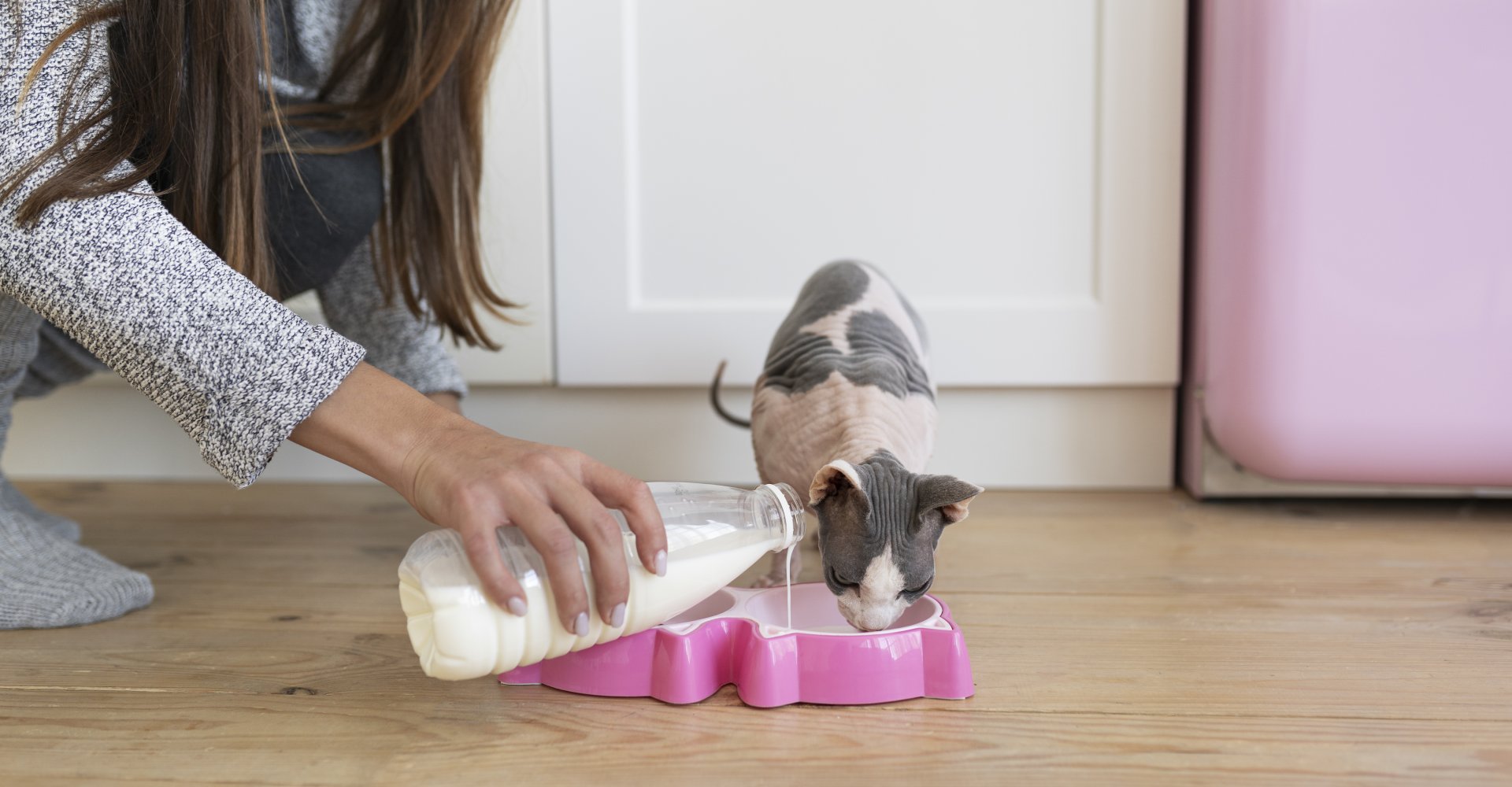 Pet Nutrition In Epsom, NH Suncook River Veterinary Clinic