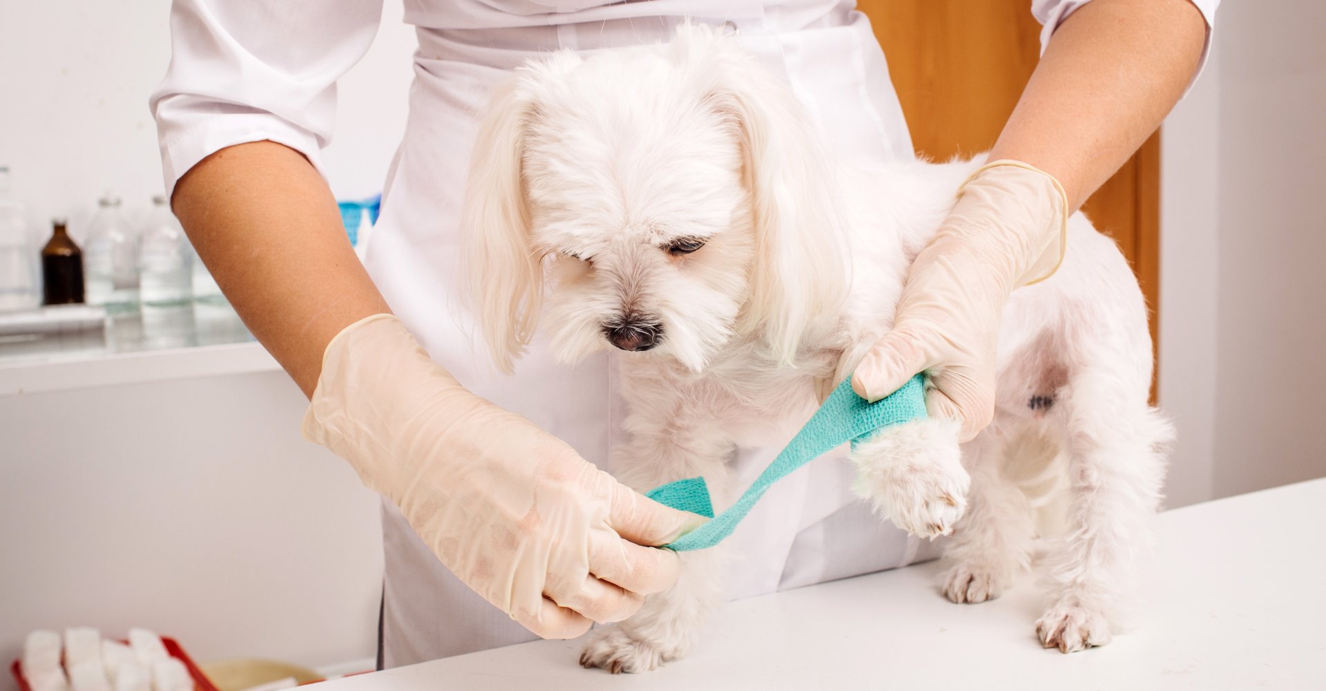 Pet Pain Management In Epsom, NH Suncook River Vet Clinic