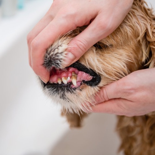 Pet dental care service image