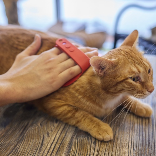 pet pain management service image