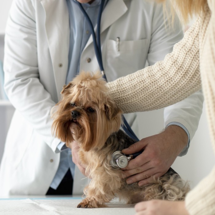 pet wellness care service image