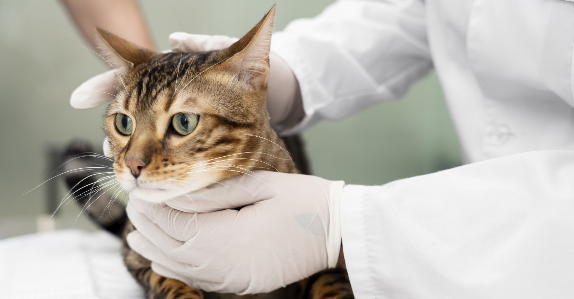 Veterinary Services In Epsom, NH Suncook River Vet Clinic