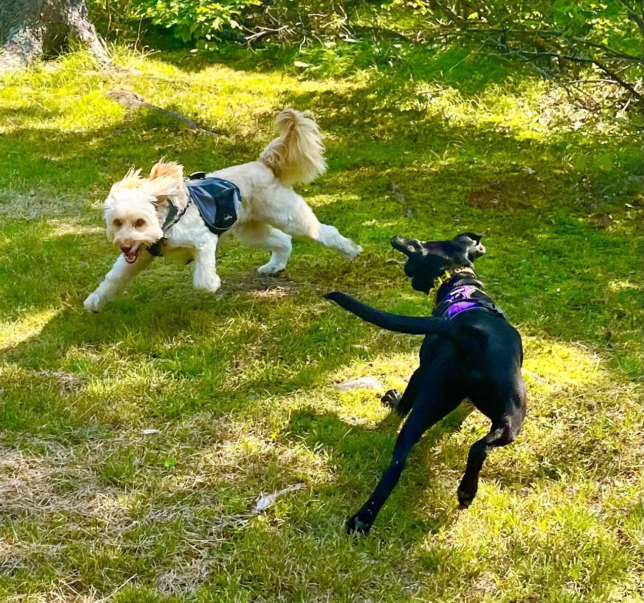 diagnostic play pet diagnostics service image