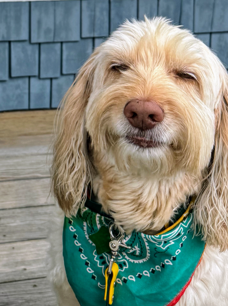 wellness pet wellness care service image